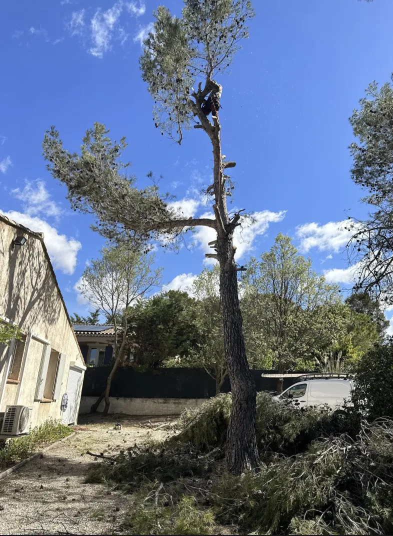 Élagueur encordé en hauteur d'un pin