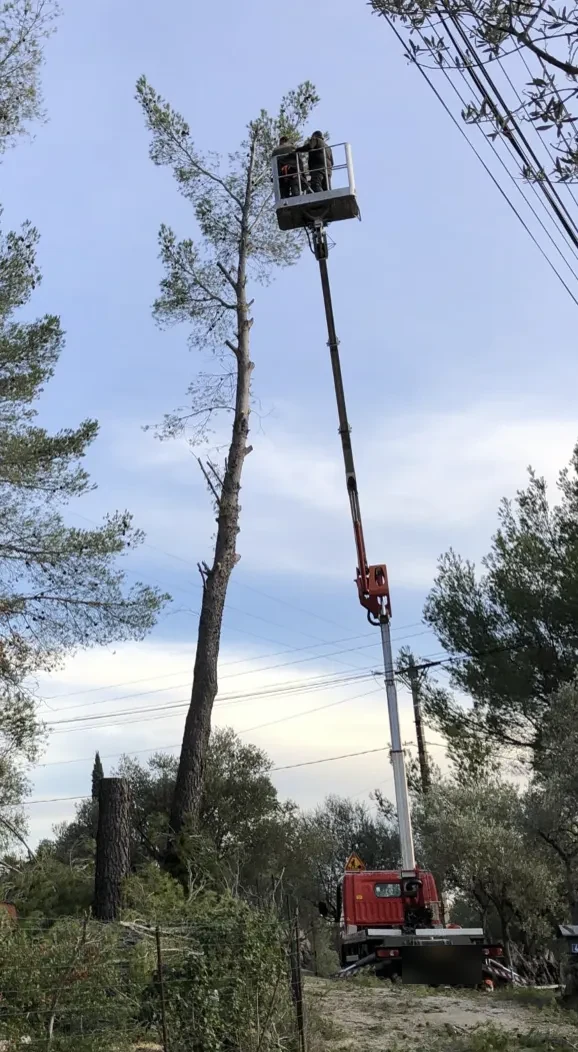Élagage en nacelle élévatrice
