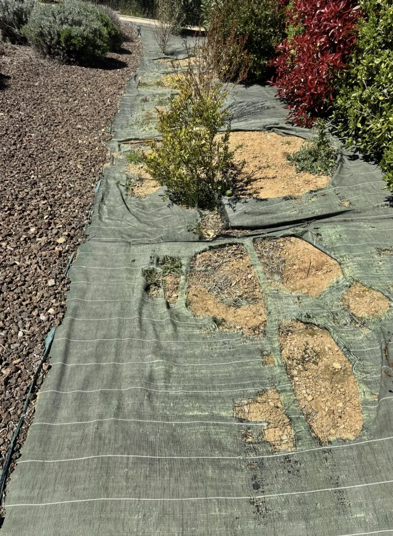 Préparation : toile géotextile et plantations naissantes